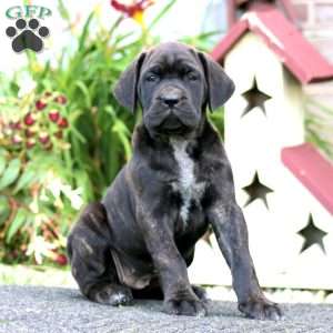 Cassie, Cane Corso Puppy