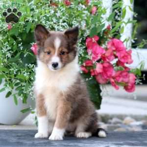 Cassie, Sheltie Puppy