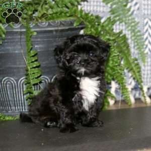 Cassie, Maltese Mix Puppy