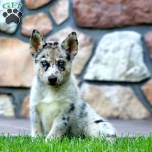 Cassie, Pomsky Puppy