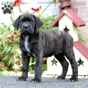 Cassie, Cane Corso Puppy