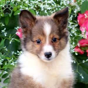 Cassie, Sheltie Puppy