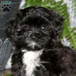 Cassie, Maltese Mix Puppy