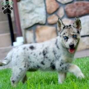 Cassie, Pomsky Puppy