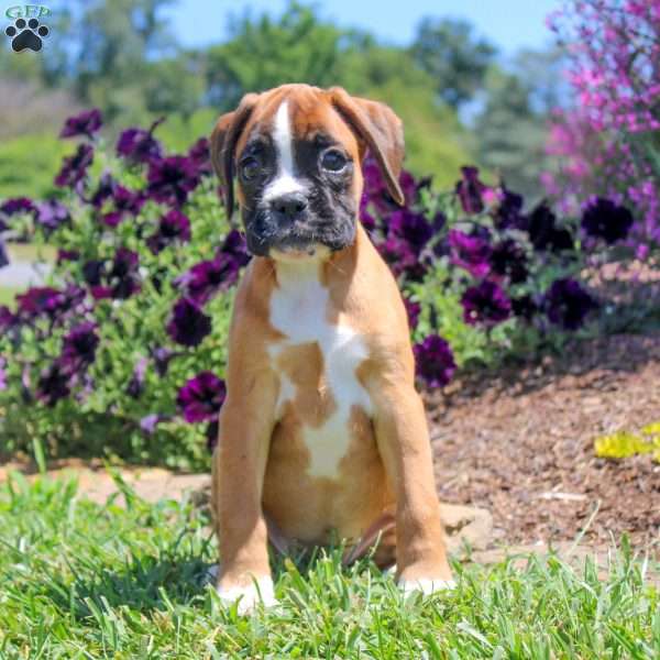 Cassy, Boxer Puppy
