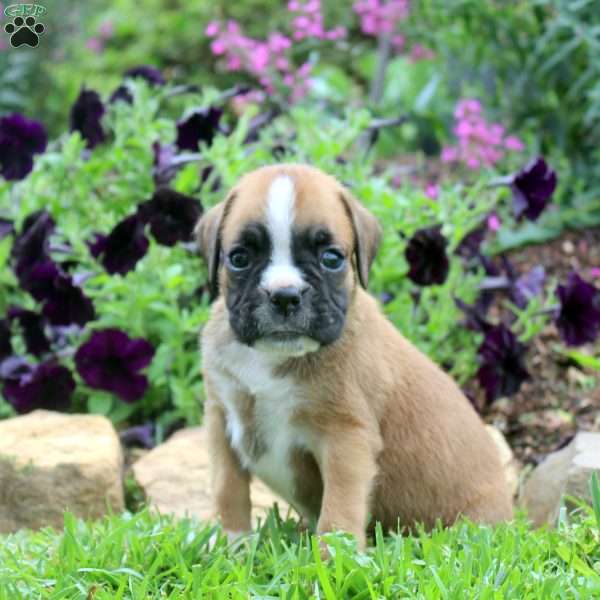 Cassy, Boxer Puppy