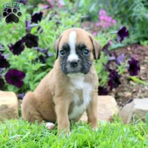 Cassy, Boxer Puppy