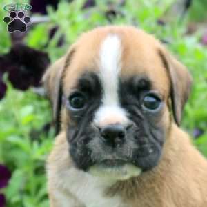 Cassy, Boxer Puppy