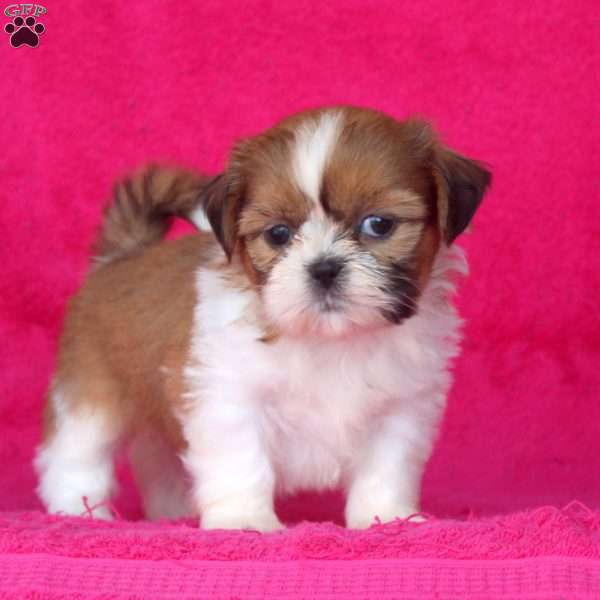 Cathy, Shih Tzu Puppy