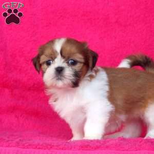 Cathy, Shih Tzu Puppy