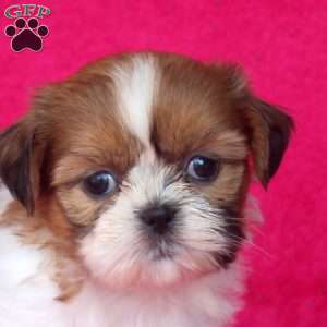 Cathy, Shih Tzu Puppy