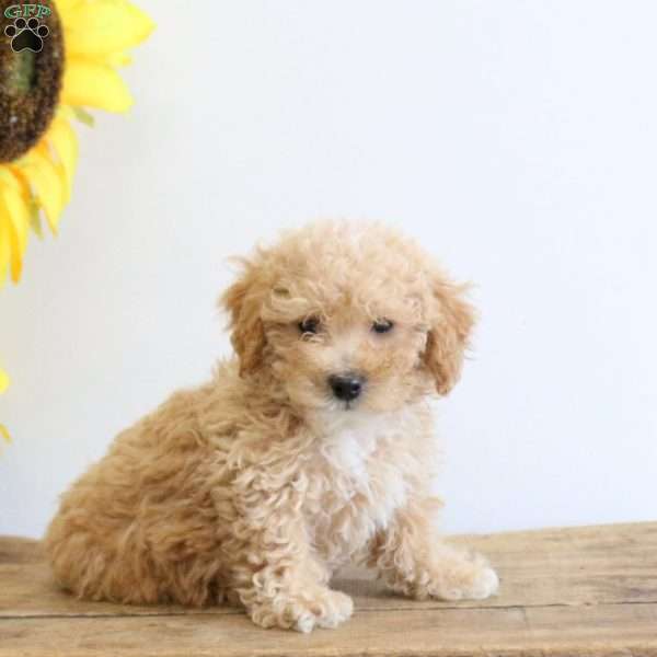 Cayla, Bich-Poo Puppy