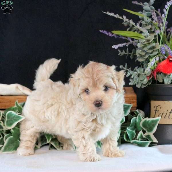 Cayla, Maltipoo Puppy