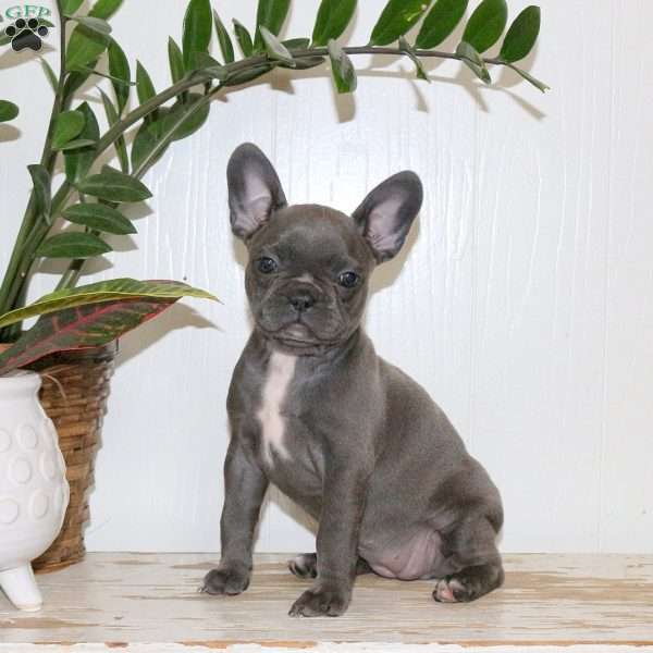 Cayla, Frenchton Puppy