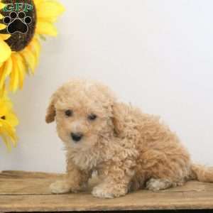 Cayla, Bich-Poo Puppy