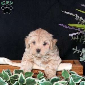 Cayla, Maltipoo Puppy