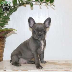 Cayla, Frenchton Puppy