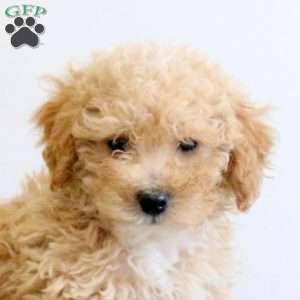 Cayla, Bich-Poo Puppy