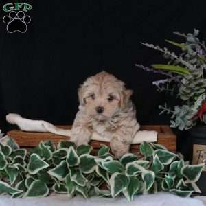 Cayla, Maltipoo Puppy