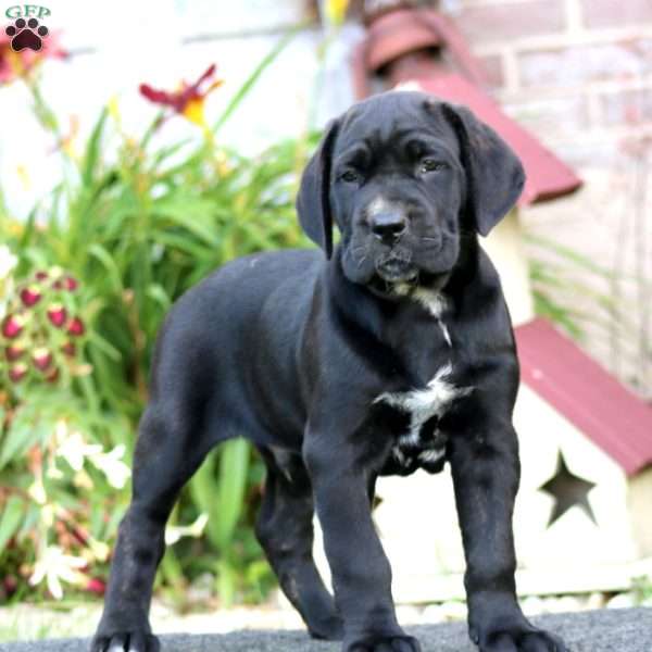Cayson, Cane Corso Puppy