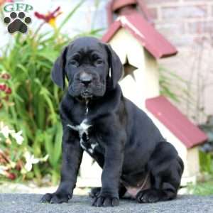 Cayson, Cane Corso Puppy