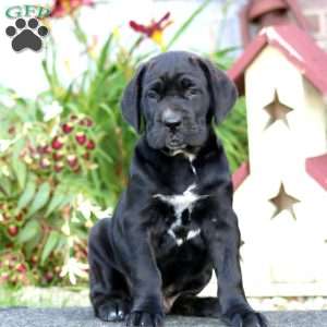 Cayson, Cane Corso Puppy