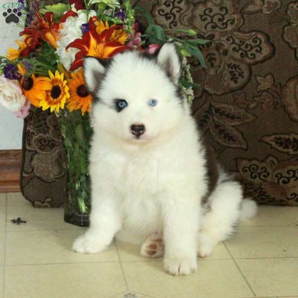 Celeste, Pomsky Puppy