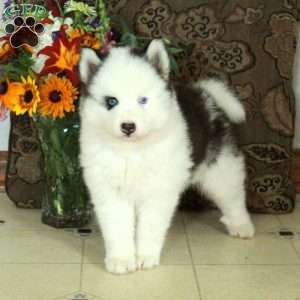 Celeste, Pomsky Puppy