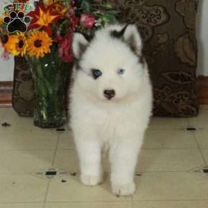 Celeste, Pomsky Puppy
