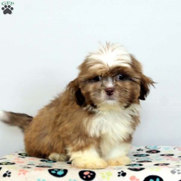 Chad, Shih Tzu Puppy