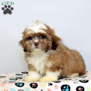 Chad, Shih Tzu Puppy