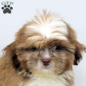 Chad, Shih Tzu Puppy