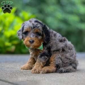 Champ, Cockapoo Puppy