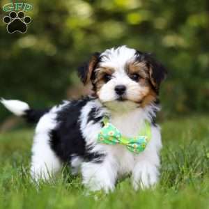 Champ, Yorkie Poo Puppy