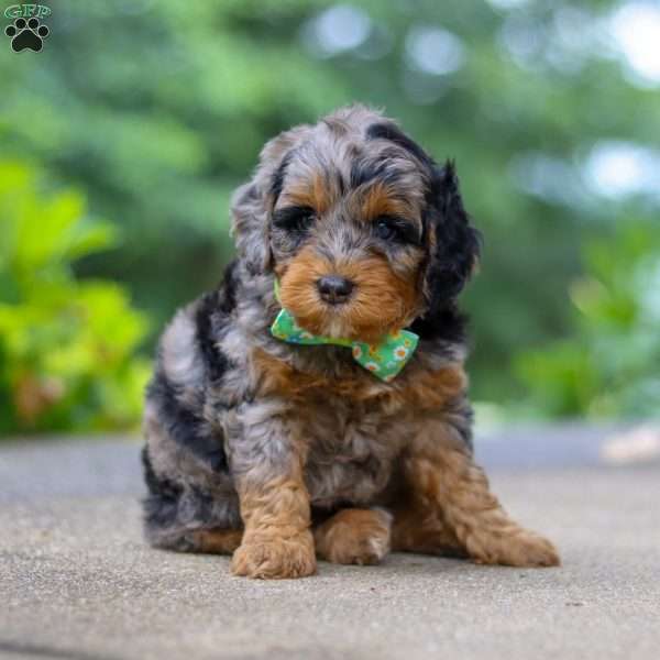 Champ, Cockapoo Puppy