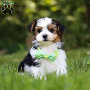 Champ, Yorkie Poo Puppy