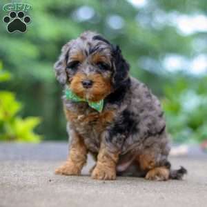 Champ, Cockapoo Puppy