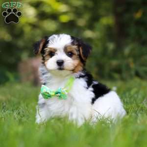 Champ, Yorkie Poo Puppy