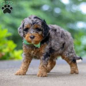 Champ, Cockapoo Puppy