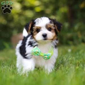 Champ, Yorkie Poo Puppy