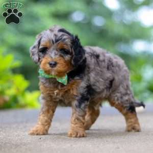 Champ, Cockapoo Puppy