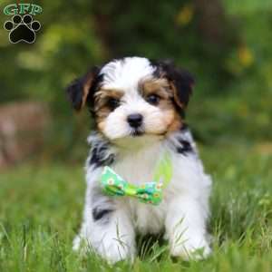 Champ, Yorkie Poo Puppy
