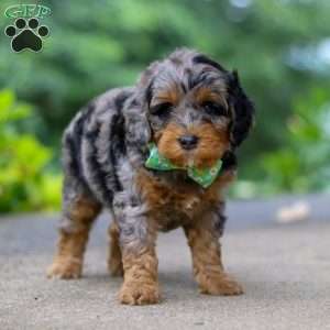 Champ, Cockapoo Puppy