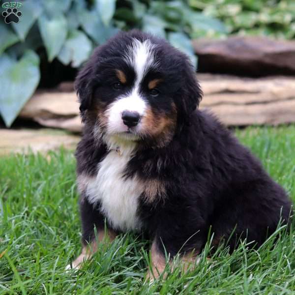 Champ, Bernese Mountain Dog Puppy