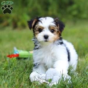 Champ, Yorkie Poo Puppy