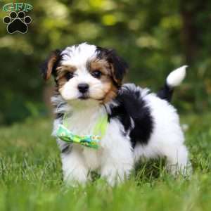 Champ, Yorkie Poo Puppy