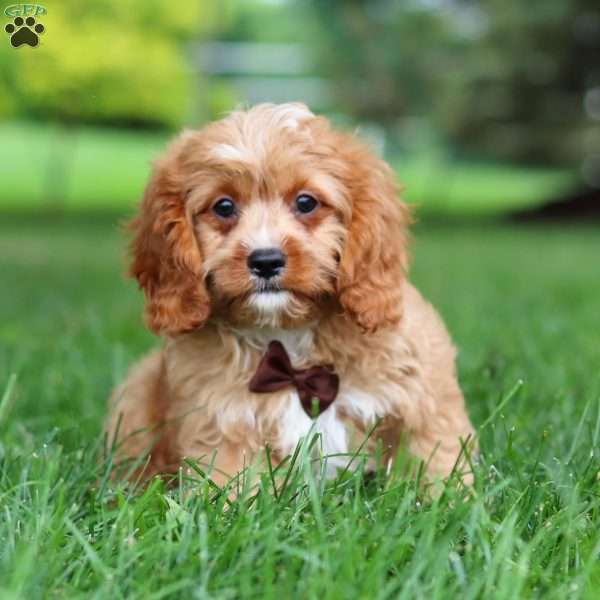 Champ, Cavapoo Puppy