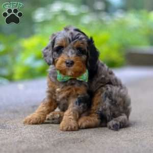 Champ, Cockapoo Puppy