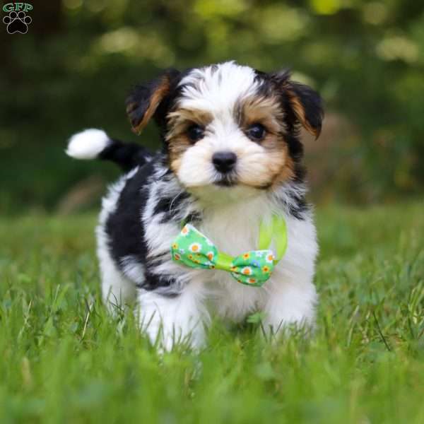 Champ, Yorkie Poo Puppy