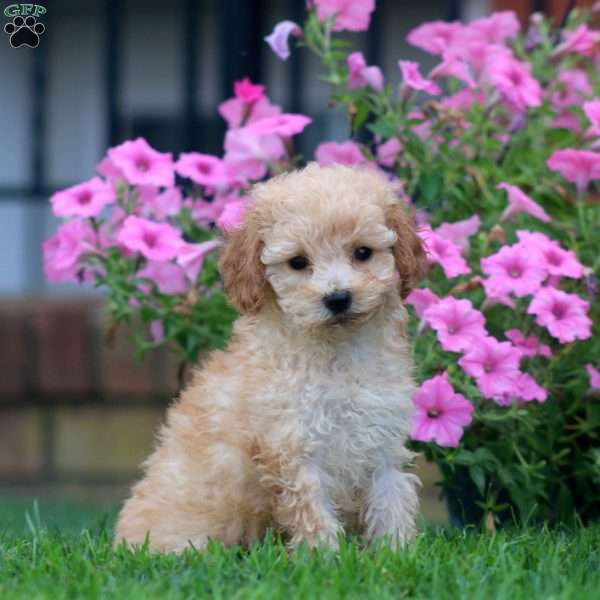 Chance, Mini Goldendoodle Puppy